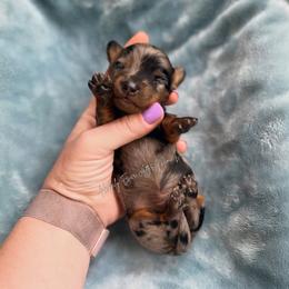 Alexander - Dapple male Dachshund puppy in Robesonia, Pennsylvania from Happily Ever After’s Puppies