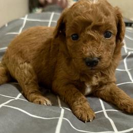 Avery - Apricot female Goldendoodle puppy in Centralia, Missouri from Oodles Of Doodles Mo.