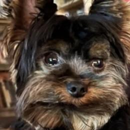 Yorkshire Terriers from Loving Laps (Yorkies raised right )