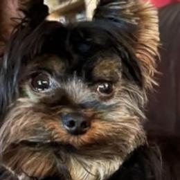 Yorkshire Terriers from Loving Laps (Yorkies raised right )