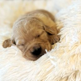 Golden Retriever Puppies from Rigdon Retrievers