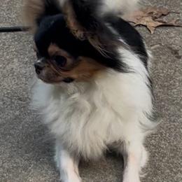 Cy - Chihuahua