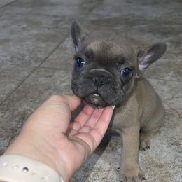 French Bulldog Puppies from Frnchi Faerie