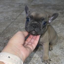 French Bulldog Puppies from Frnchi Faerie
