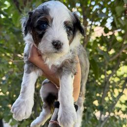 Brooke - Merle female Bernedoodle puppy in Horseshoe Bend, Idaho from Over the Moon Poodles and Doodles