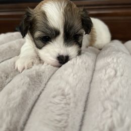 Cinnamon aka Chloe - Chocolate female Havanese puppy in Manteca, California from Happy Havanese Gems