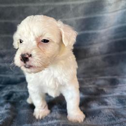 Romeo - White male Schnoodle puppy in Atoka, Oklahoma from Boggy Depot Cavaliers & Friends
