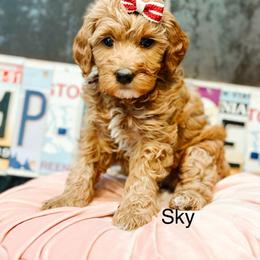 Sky - Cream female Goldendoodle puppy in Pasco, Washington from Camp Doodle Woods