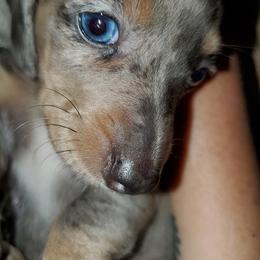Dachshund Puppies from Dachshund Family Love Breeders