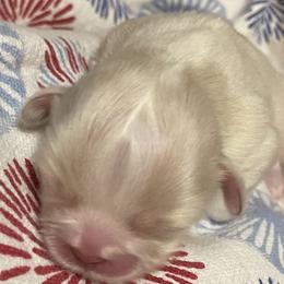 Shih Tzus from Fields' Precious Pups