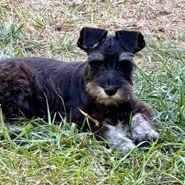 Lime Green Collar Boy - Black and silver male Miniature Schnauzer puppy in Kansas City, Kansas from Daniel Morlan