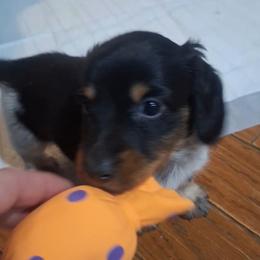 Jack - Piebald male Dachshund puppy in Surprise, Arizona from Co-Co's Doxies