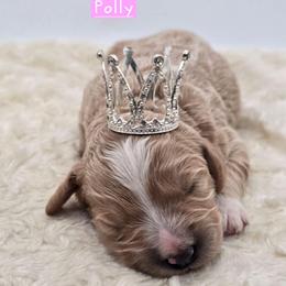 Polly - Apricot female Goldendoodle puppy in Neillsville, Wisconsin from Granton Creek