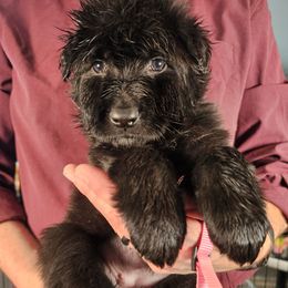 Haven (Pink) - Black female German Shepherd puppy in Columbus, Indiana from Stony Lonesome GSD