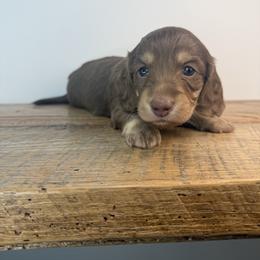 Juniper - Chocolate and cream female Dachshund puppy in Squires, Missouri from Hudson’s Hounds