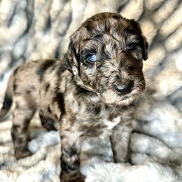Aussiedoodle, Labradoodle, and Sheepadoodle Puppies from Boxcar Doodles and Poodles