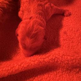 Boy 1 - Brown and white male Bernedoodle puppy in Gainesville, Florida from Alyssa Xxweetdoodles