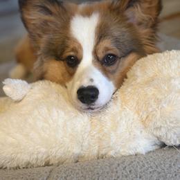 Pembroke Welsh Corgi Puppies from Rhone River Farm Pembroke Welsh Corgis