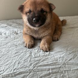 Ryland - Red male Shiba Inu puppy in Monett, Missouri from Happy Tails Shiba Inus