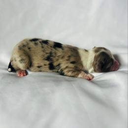 Bubbles - Blue merle female Australian Shepherd puppy in Fort Recovery, Ohio from Mud Path Australian Shepherds