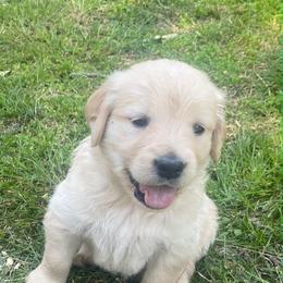 Silver Girl - Golden female Golden Retriever puppy in Bunch, Oklahoma from Julie’s Jewels Puppies