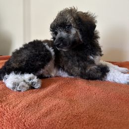 Poodle Puppies from Paddock's Purebred Poodles