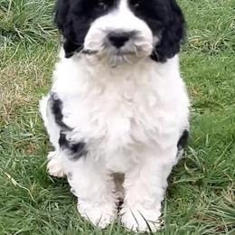 Australian Labradoodle Puppies from Golden Xpress Labradoodles