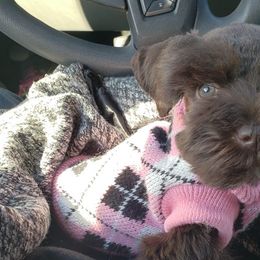 Cockapoos, Miniature Schnauzers, and Schnoodles from Rpuppies
