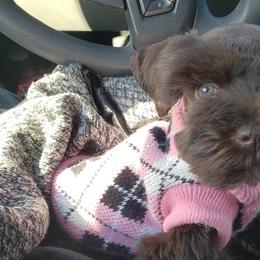 Cockapoos, Miniature Schnauzers, and Schnoodles from Rpuppies