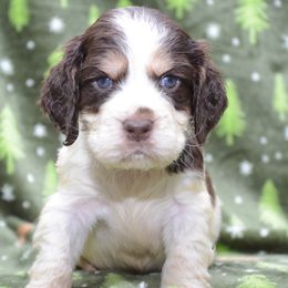 Haze - English Springer Spaniel puppy from SarMel