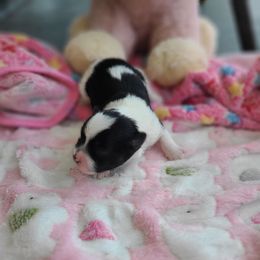 Puppy3 - Piebald male Morkie puppy in Loxahatchee, Florida from Cristy's Morkies