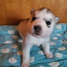 Chili (blue) - Gray and white female Siberian Husky puppy in Elk River, Minnesota from Naturez Siberians