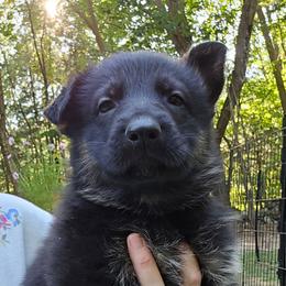 Black and tan male THEODORE - Black and tan male German Shepherd puppy in Buckfield, Maine from Levesques German Shepherds