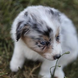 Australian Shepherd Puppies from Lake Creek Aussies