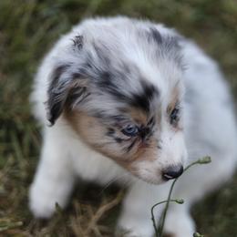 Australian Shepherd Puppies from Lake Creek Aussies