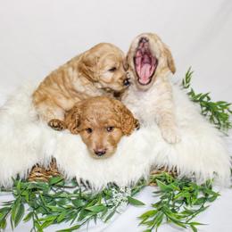Australian Mountain Doodle, Bernedoodle, and Goldendoodle Puppies from Wynterwood Doodles