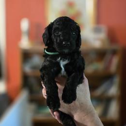 Oliver Queen - Black male Goldendoodle puppy in Milton, Florida from Sutton Place Doodles
