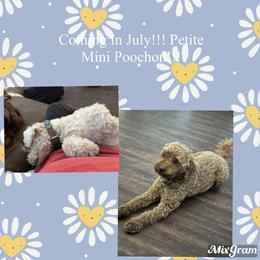 Assorted Doodle Crosses Puppies from Hippdoodranch