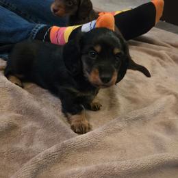 Gum drop - Black and tan female Dachshund puppy in Lincolnton, North Carolina from Oakview Kennels