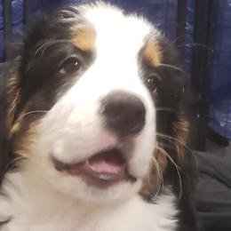 Boy 3 - Tri-color Bernese Mountain Dog puppy in Francisco, Indiana from Kate's Country Canines