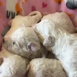 Bichon Frises from ACC Ranch