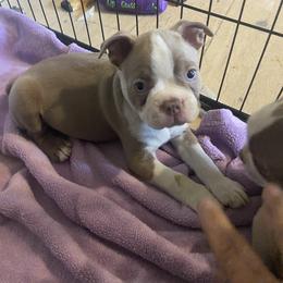 Boston Terrier Puppies from Lola’s House of Bostons & Rescue
