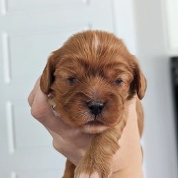 Girl 1 - Cavalier King Charles Spaniel puppy in Layton, Utah from Shakespeare's Cavaliers