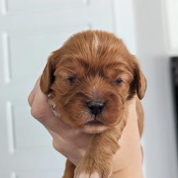 Girl 1 - Cavalier King Charles Spaniel puppy in Layton, Utah from Shakespeare's Cavaliers