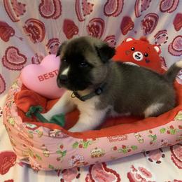 Light blue - Brown brindle male Akita puppy in Las Vegas, Nevada from Ishikawa Akita's