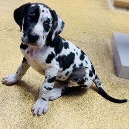 Great Dane Puppies from Florida Danes