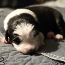 Cadbury - Black tri male Miniature Australian Shepherd puppy in Boonville, New York from Amy & Dan's Awesome Aussies