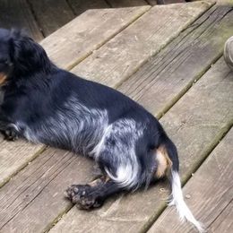 Missy - Dachshund