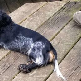 Missy - Dachshund