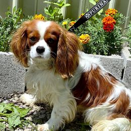 Arthur - Cavalier King Charles Spaniel